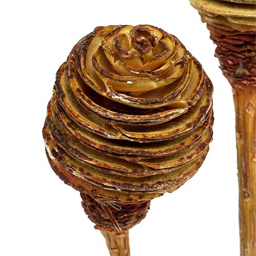 Product Platyspermum Cream 1-3, 50 heads