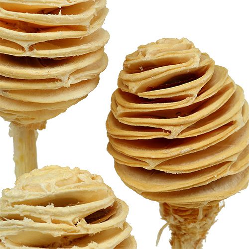 Product Platyspermum bleached 25 pcs