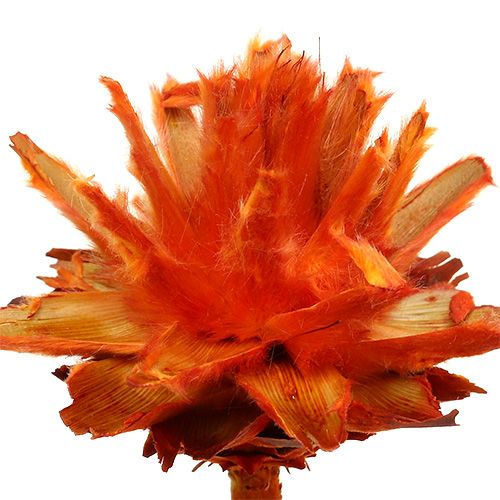 Product Plumosum 1 Orange 25 pcs