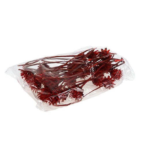 Floristik24 Plumosum 1 Red 25 pcs