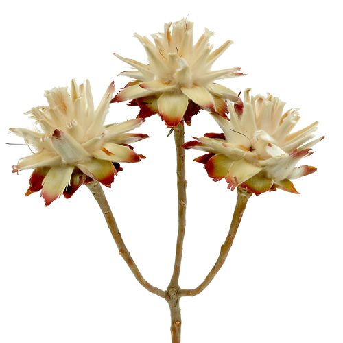 Leucospermum 1-3 Mix cream 100 heads