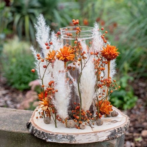 Product Plumosum 1 Orange 25 pcs