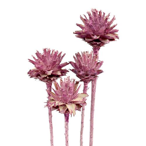 Floristik24 Leucospermum 1 blackberry frosted 25 pcs