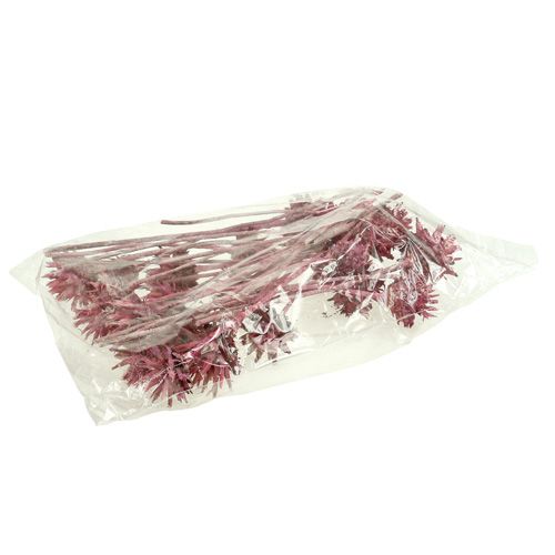 Floristik24 Leucospermum 1 blackberry frosted 25 pcs