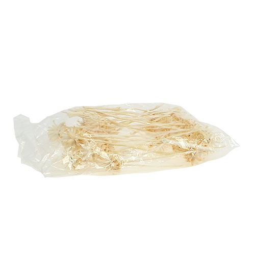 Product Plumosum 1 bleached 25 pcs