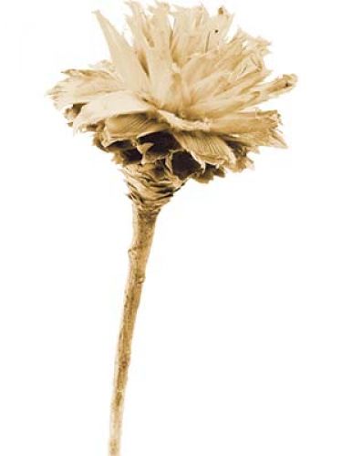 Floristik24 Plumosum 1 head bleached (151) 25 pcs