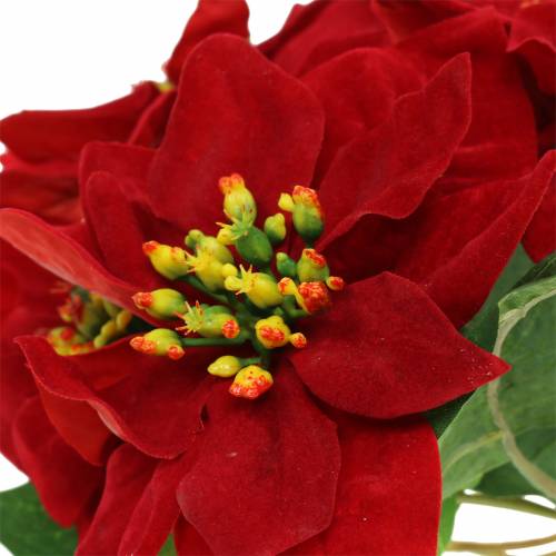Floristik24 Poinsettia Bouquet Red Velvet 35cm