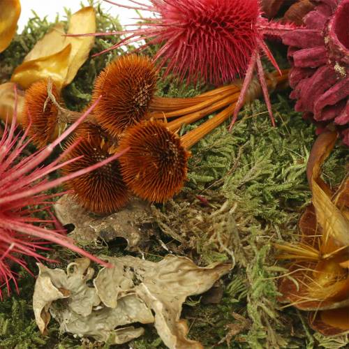 Product Dry floristry mix with cones and moss red 150g autumn decoration