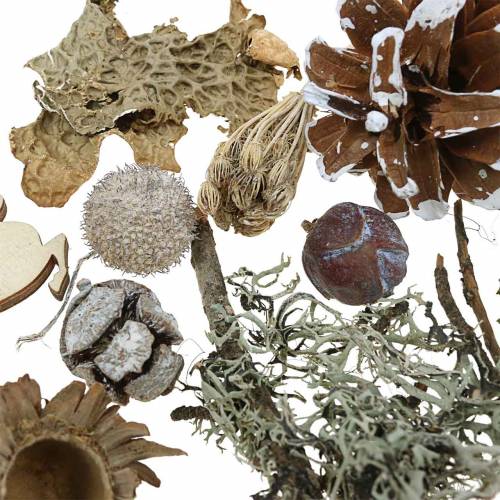 Floristik24 Dry floristry handicraft set Advent cones and moss white washed 150g