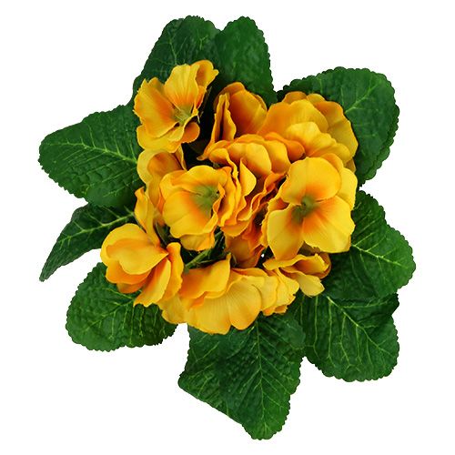 Floristik24 Primrose 15cm Yellow
