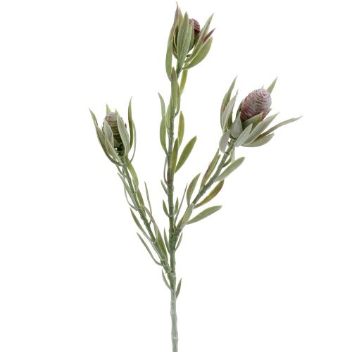 Protea bouquet 43cm 6pcs