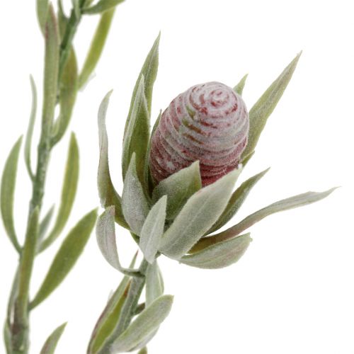 Floristik24 Protea bouquet 43cm 6pcs