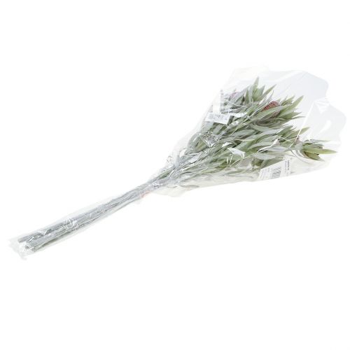 Floristik24 Protea bouquet 43cm 6pcs