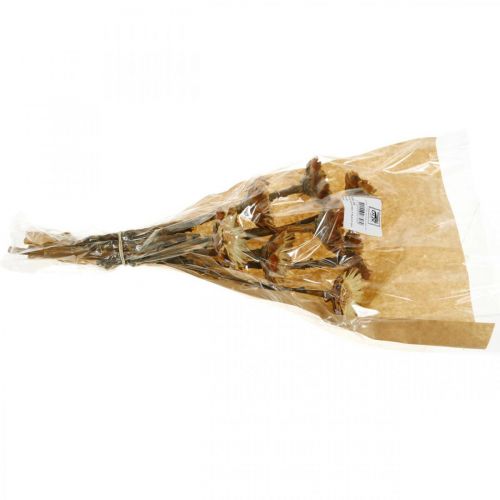 Floristik24 Protea Compacta Rosette Natural Dried Flower Sugar Bush 8 pcs