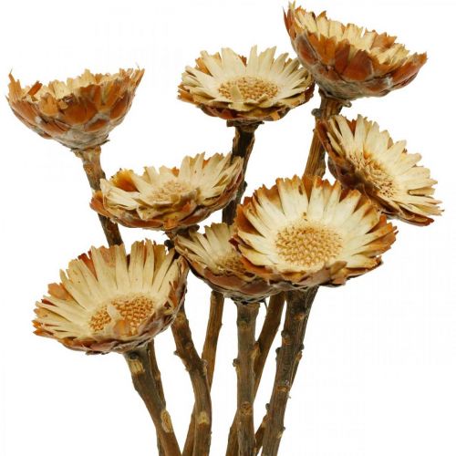 Floristik24 Protea Compacta Rosette Natural Dried Flower Sugar Bush 8 pcs
