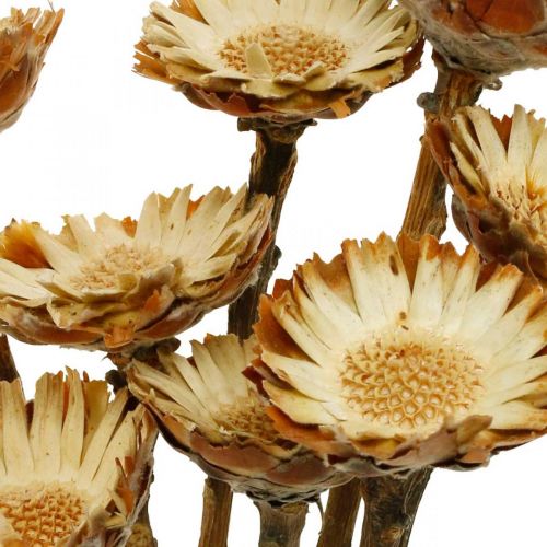 Floristik24 Protea Compacta Rosette Natural Dried Flower Sugar Bush 8 pcs