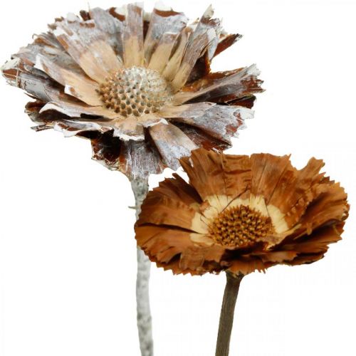 Floristik24 Exotics Mix Protea Rosette Natural, White Washed Dried Flower 9 pcs