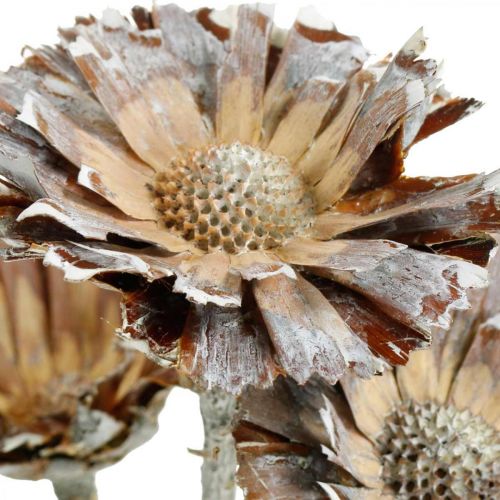 Floristik24 Exotics Mix Protea Rosette Natural, White Washed Dried Flower 9 pcs