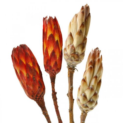 Floristik24 Protea Mix, Dried Flowers Respens Natural/Red 13 pcs