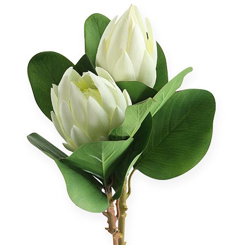 Floristik24 Protea white 54cm 2pcs
