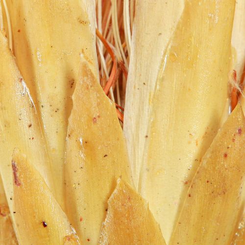 Product Proteen dried Repens cream 1st choice 10-12cm 25 pcs