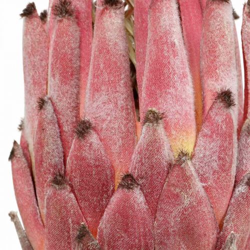 Product Artificial Protea Red Exotic artificial flower H55cm