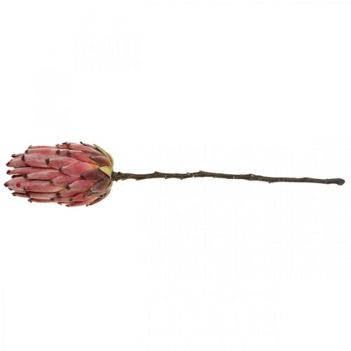 Floristik24 Artificial Protea Red Exotic artificial flower H55cm