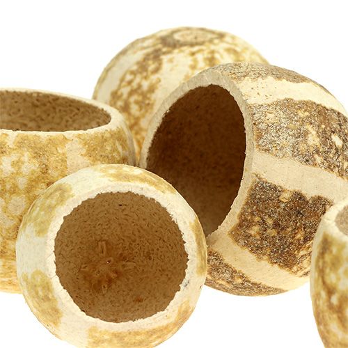 Floristik24 Pumkin Cup bleached 20 pcs