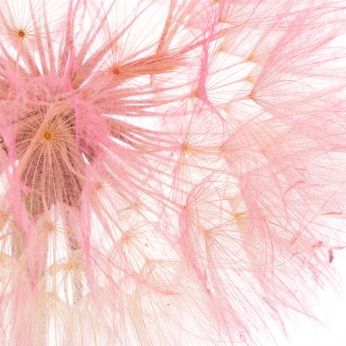 Product Decorative flower branch, dandelion design, for elegant home decoration, 50cm, 4 pieces