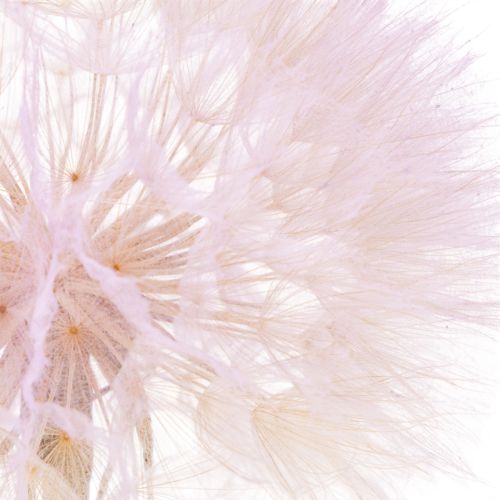 Product Artificial dandelion decorative flower for modern interior design, home accessory, 50cm, 4 pieces