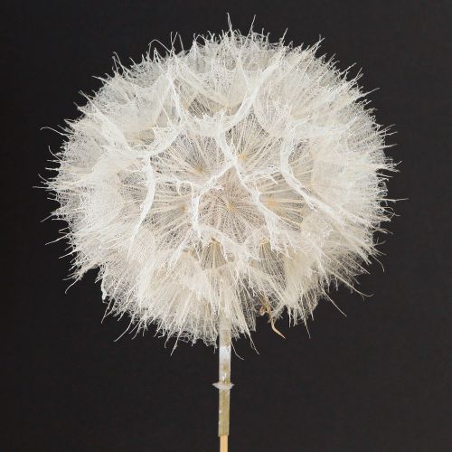 Floristik24 Decorative dandelion in white – delicate dried flowers for stylish arrangements Ø11cm 6 pcs