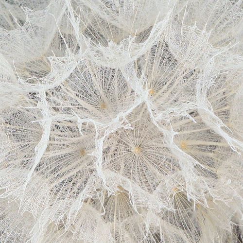Floristik24 Decorative dandelion in white – delicate dried flowers for stylish arrangements Ø11cm 6 pcs