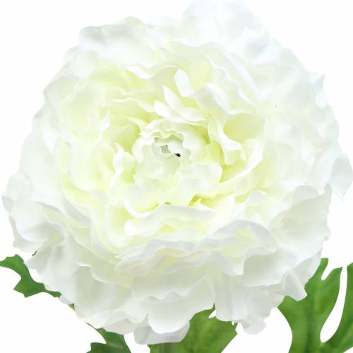 Product Ranunculus white H45cm