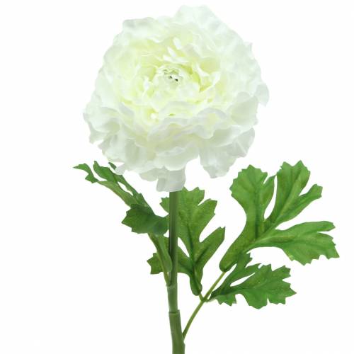 Ranunculus white H45cm