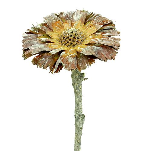 Floristik24 Repens Rosette Green frosted 8cm - 9cm 25 pcs