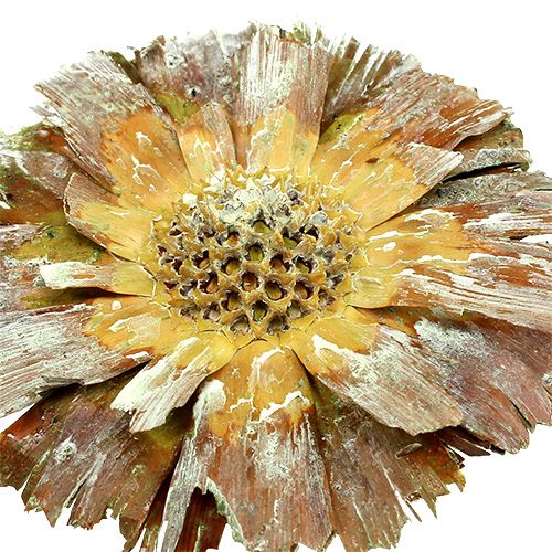 Product Repens Rosette Green frosted 8cm - 9cm 25 pcs