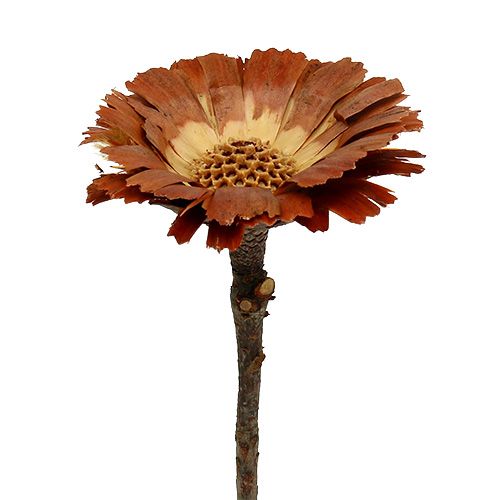 Repens Rosette Light 8-9cm 25 pcs