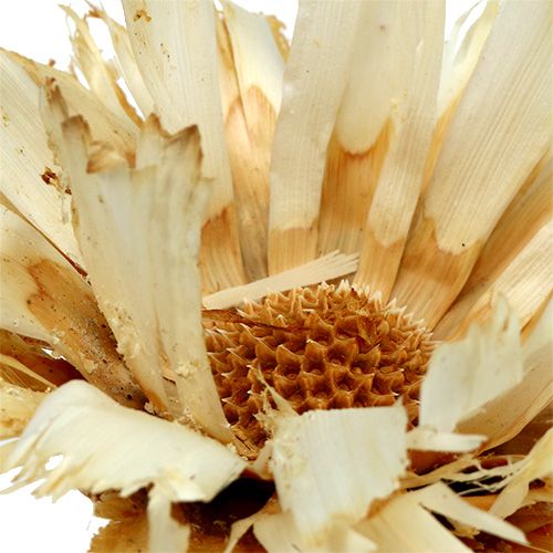 Product Repens Rosette bleached 8-9cm 20 pcs