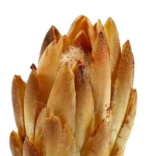 Product Repens Cream 25 pcs