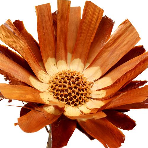 Product Repens Rosette Super 10 - 12cm 20 pcs