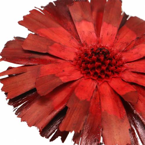 Floristik24 Repens Rosette Red 8cm - 9cm 25 pcs