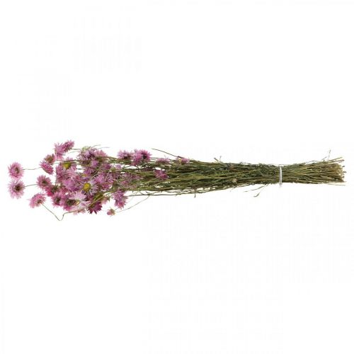 Floristik24 Strawflowers dried flowers pink Acroclinium bunch 20g