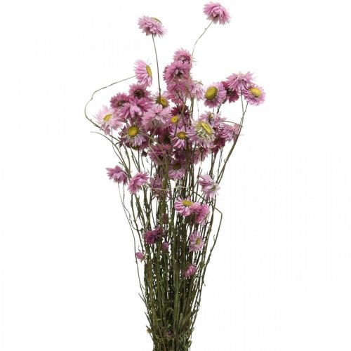 Strawflowers dried flowers pink Acroclinium bunch 20g