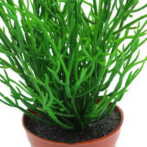 Product Rhipsalis in a 32cm green pot
