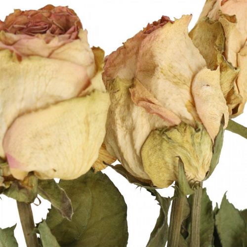 Floristik24 Decorative roses, dried flowers, dried roses, Valentine&#39;s Day, funeral floristry, rustic roses yellow-pink L48cm 5 pcs