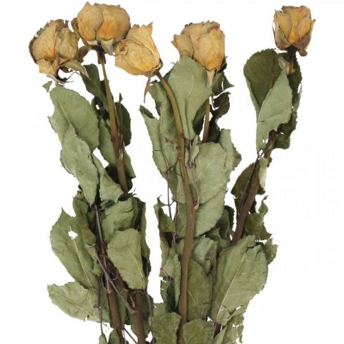 Floristik24 Dried flower rose, Valentine&#39;s Day, dried floristry, rustic decorative roses yellow-violet L45-50cm 5pcs