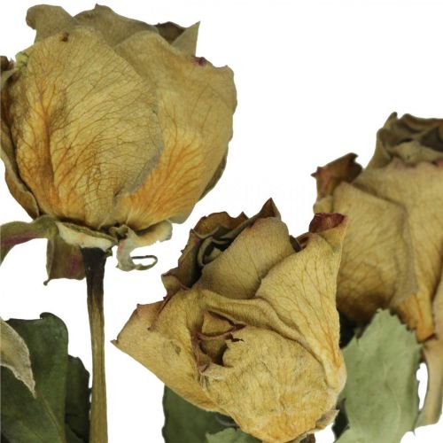 Floristik24 Dried flower rose, Valentine's Day, dried floristry, rustic decorative roses yellow-violet L45-50cm 5 pcs