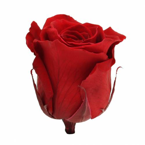 Product Infinity Roses Large Ø5.5-6cm Red 6 pcs
