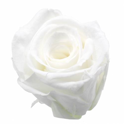 Preserved Roses Medium Ø4-4.5cm White 8 pcs