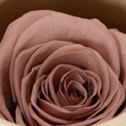 Product Preserved rose heads, romantic gift, long-lasting roses for special occasions, 5cm, 6 pieces
